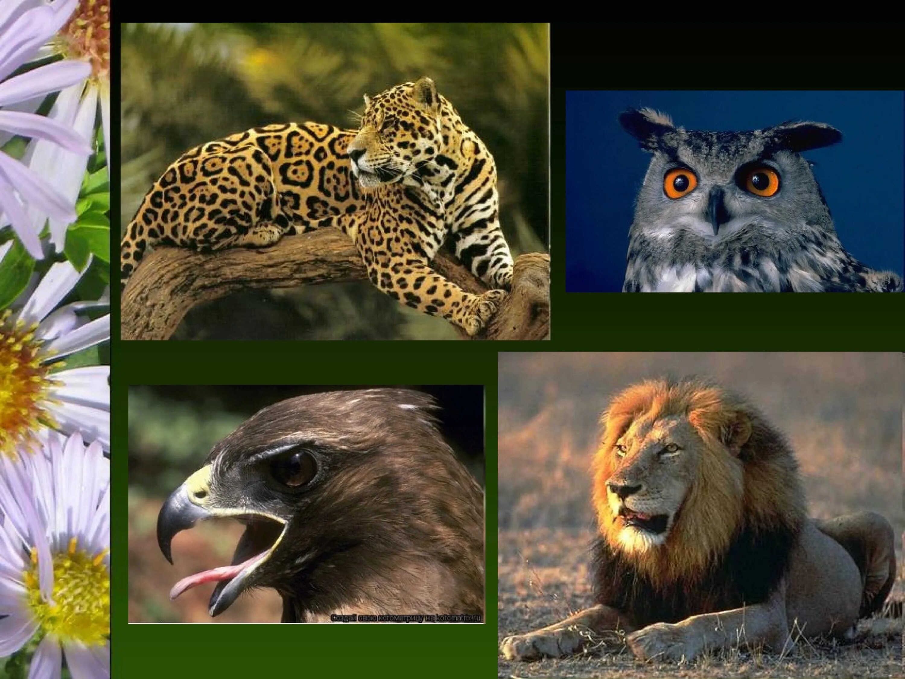 Плотоядными организмами. Хищные растения и животные. Отношения между животными в природе. Примеры хищников животных и растений. Взаимосвязи животных в природе.
