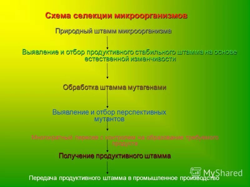 Последовательность действий при использовании метода гибридизации. Последовательность операций при селекции микроорганизмов. Схема последовательности операций при селекции микроорганизмов. Порядок этапов селекции микроорганизмов. Последовательность этапов селекции микроорганизмов.