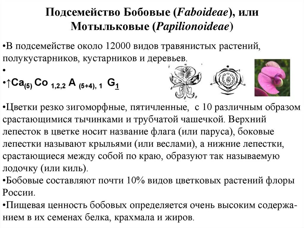 Характеристика семейства бобовые. Формула растений семейства бобовых. Признаки растений семейства бобовых. Общие признаки семейства бобовых. Формула цветка семейства мотыльковые бобовые