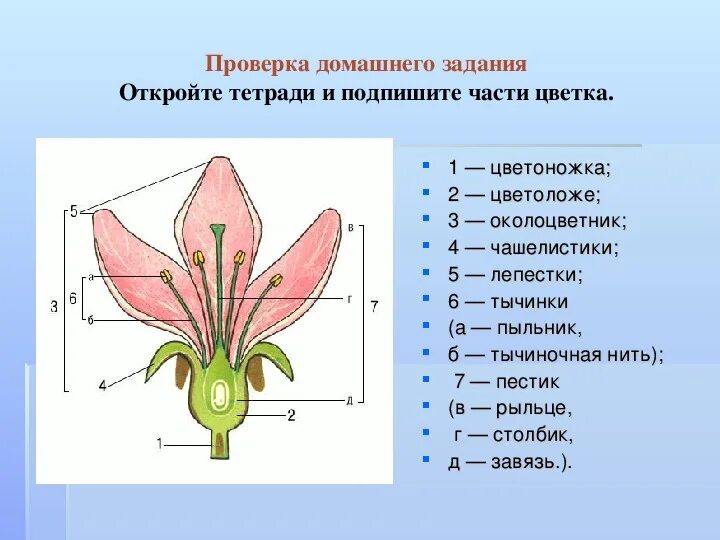 Размножение покрытосеменных растений схема строения. Схема размножения покрытосеменных растений 7 класс. Биология 7 класс отдел Покрытосеменные цветковые растения. Строение цветка 7 класс биология Покрытосеменные.