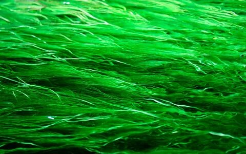 Морские и пресные водоросли