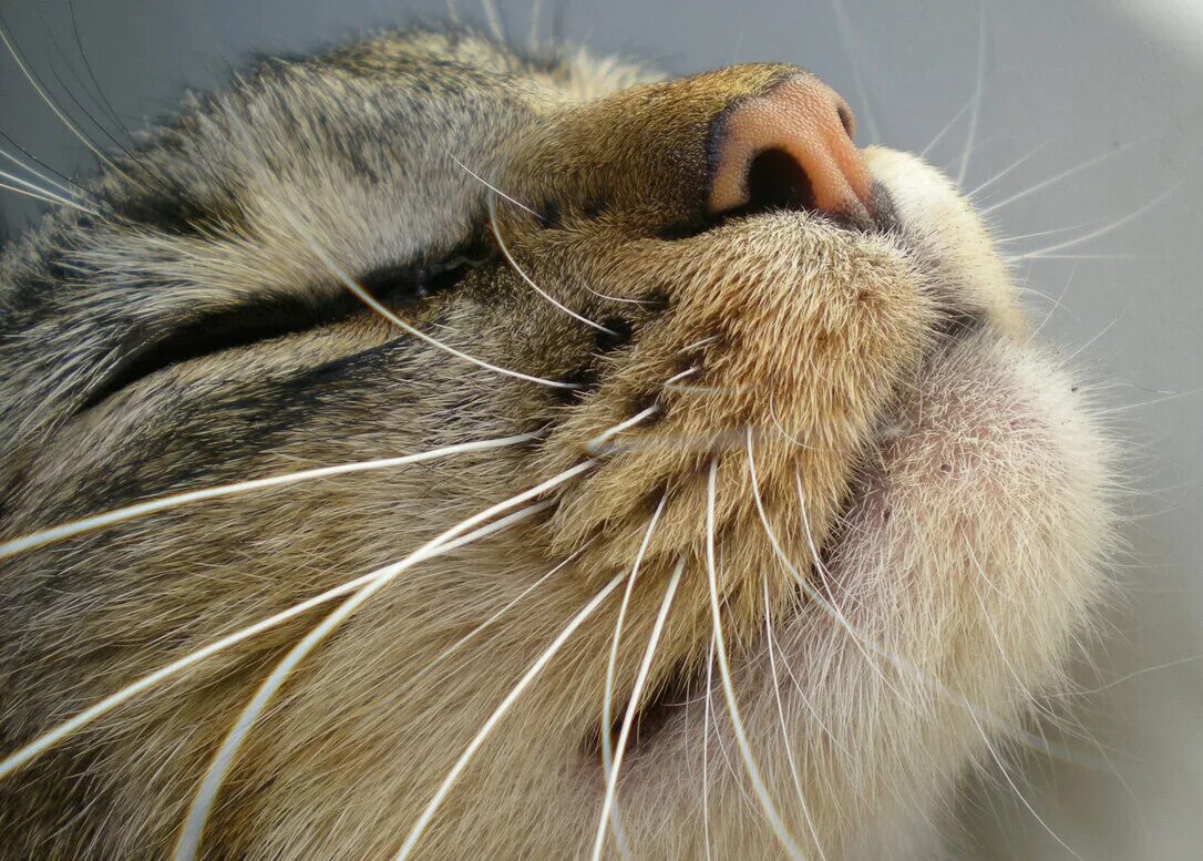 Делаем кошке усы. Коты. вибриссы. усы кошки. вибриссы у кошек.