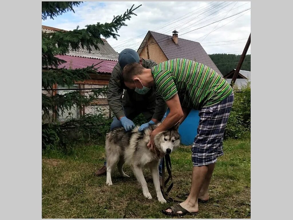 Собака горно алтайск. Чипирование собак город. Калужская область чипирование собак фото. ARTZOOSTYLE ru. В Кызыле начнут чипировать домашних собак.