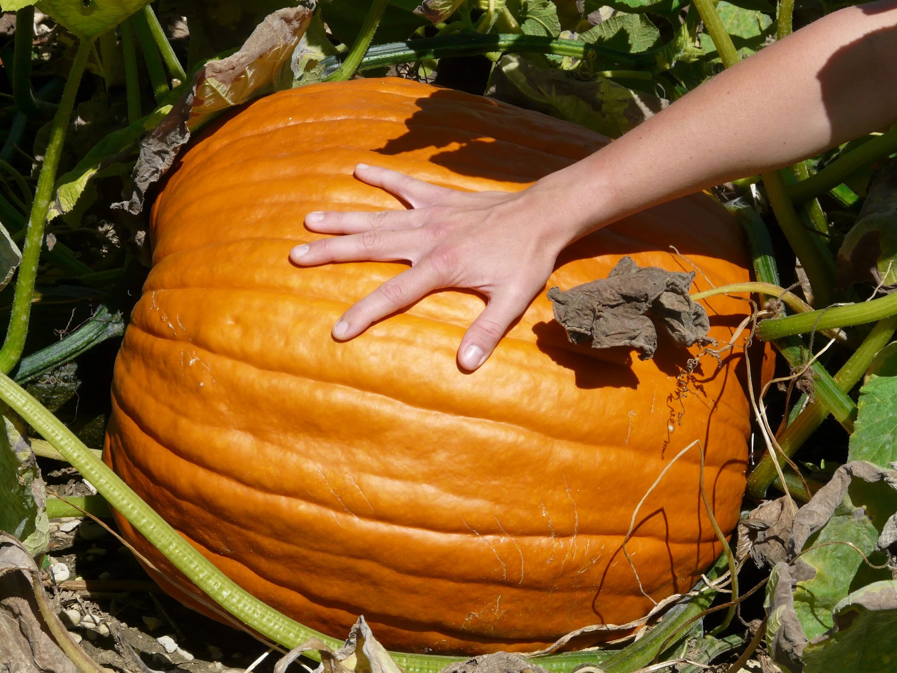 Тыква Cucurbita maxima. Тыква обыкновенная — Cucurbita Pepo l.. Тыква Кукурбита Максима (из Южной Америки). Тыква Морголд. Наш сосед вырастил огромную тыкву принес