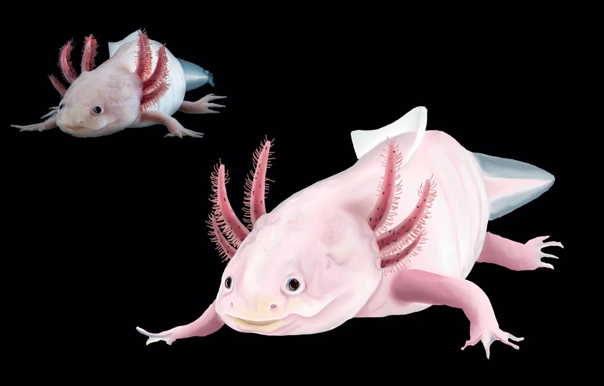 аксолотль пятнистый. морской дракончик аксолотль. мексиканская саламандра аксолотль. аксолотль лепка. аксолотль альбинос.