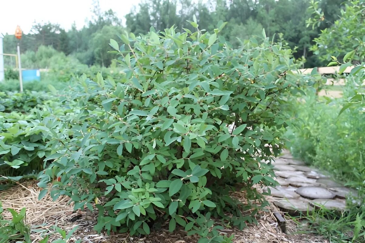 Подрастающие кусты