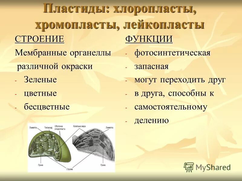 Пластиды хромопласты функции. Пластиды хлоропласты функции. пластиды строение и функции. пластиды структура и функции. пластиды хлоропласты строение и функции.