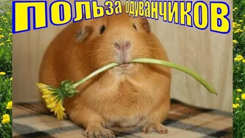 Можно морской свинке одуванчик