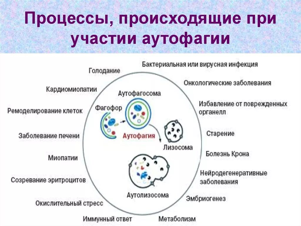 Аутофагия. Механизм аутофагии. Аутофагия процесс. Схема аутофагии. Голод клеток