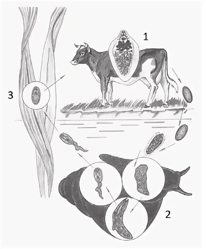 Бычий цепень цикл развития. Цикл развития печеночного сосальщика и бычьего цепня. Цикл развития печеночного сосальщика. Онкосфера бычьего цепня. Прудовик промежуточный хозяин сосальщика