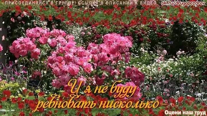 Пройдемте в сад я покажу вас розам. Пройдемте в сад я покажу вас розам статус афоризм. Пойдемте я покажу вас розам. Кузьминская лариса михайловна. Девушка в саду роз.