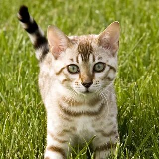 Кошка ой