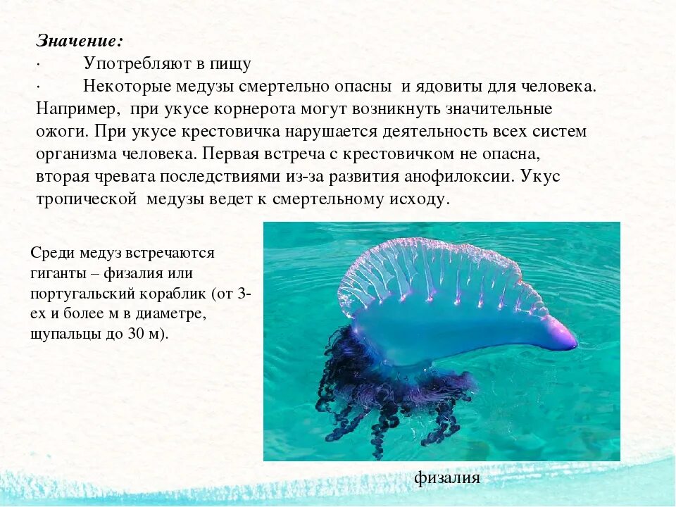 Медуза ламинария. Медуза корнерот в азовском море. Черноморская медуза корнерот. Медуза реакция. Португальский кораблик медуза укусы.