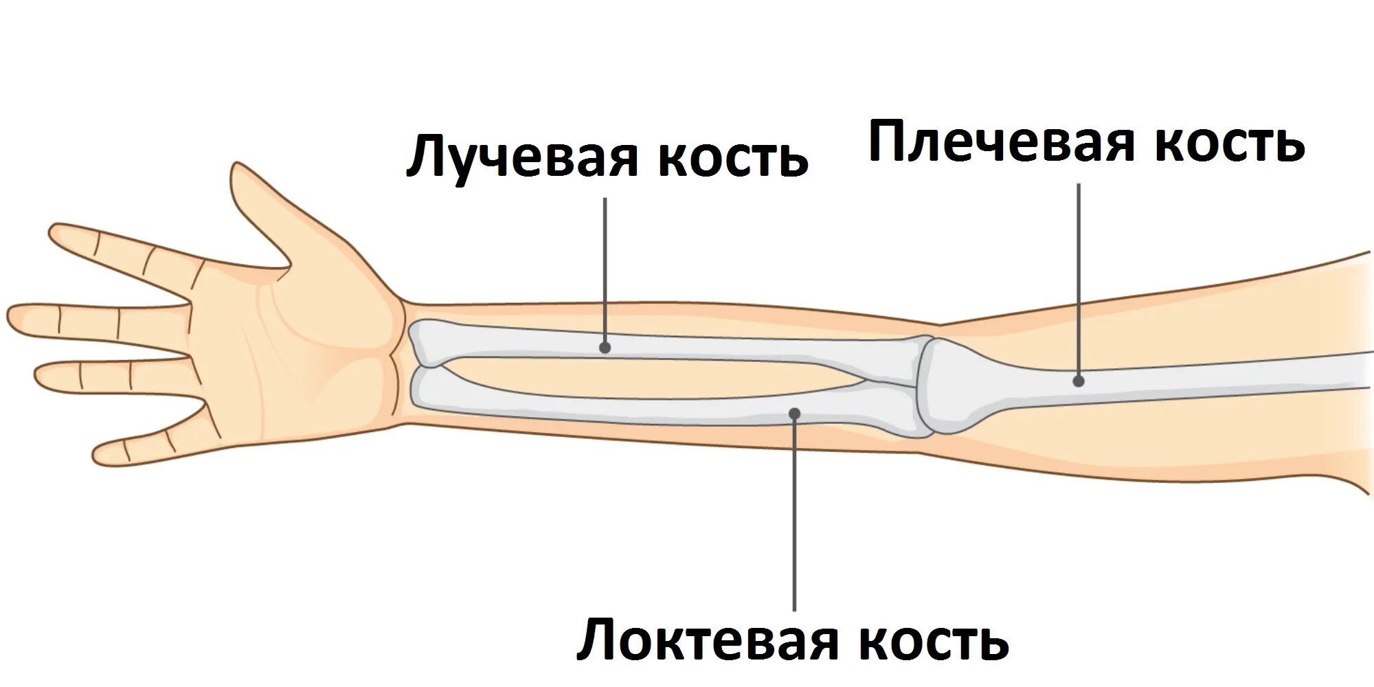 Перелом лучевой кости анатомия. Лучевая и локтевая кость руки. Лучевая кость на руке. Болят лучевые кости почему