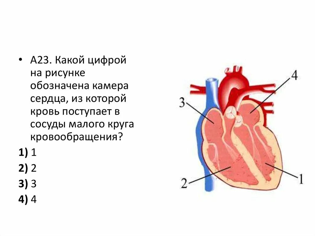 Строение сердца 4 камеры. Сосуды сердца. Отделы сердца и сосуды. Название камер сердца.