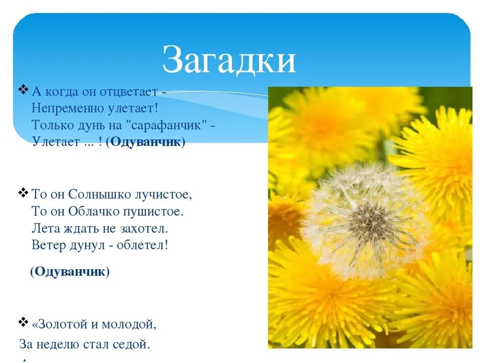 Загадка про одуванчик. Загадка про одуванчик для детей. Загадка про одуванчик для дошкольников. Загадка про одуванчик для детей 3-4.