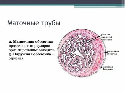 Оболочки маточной трубы