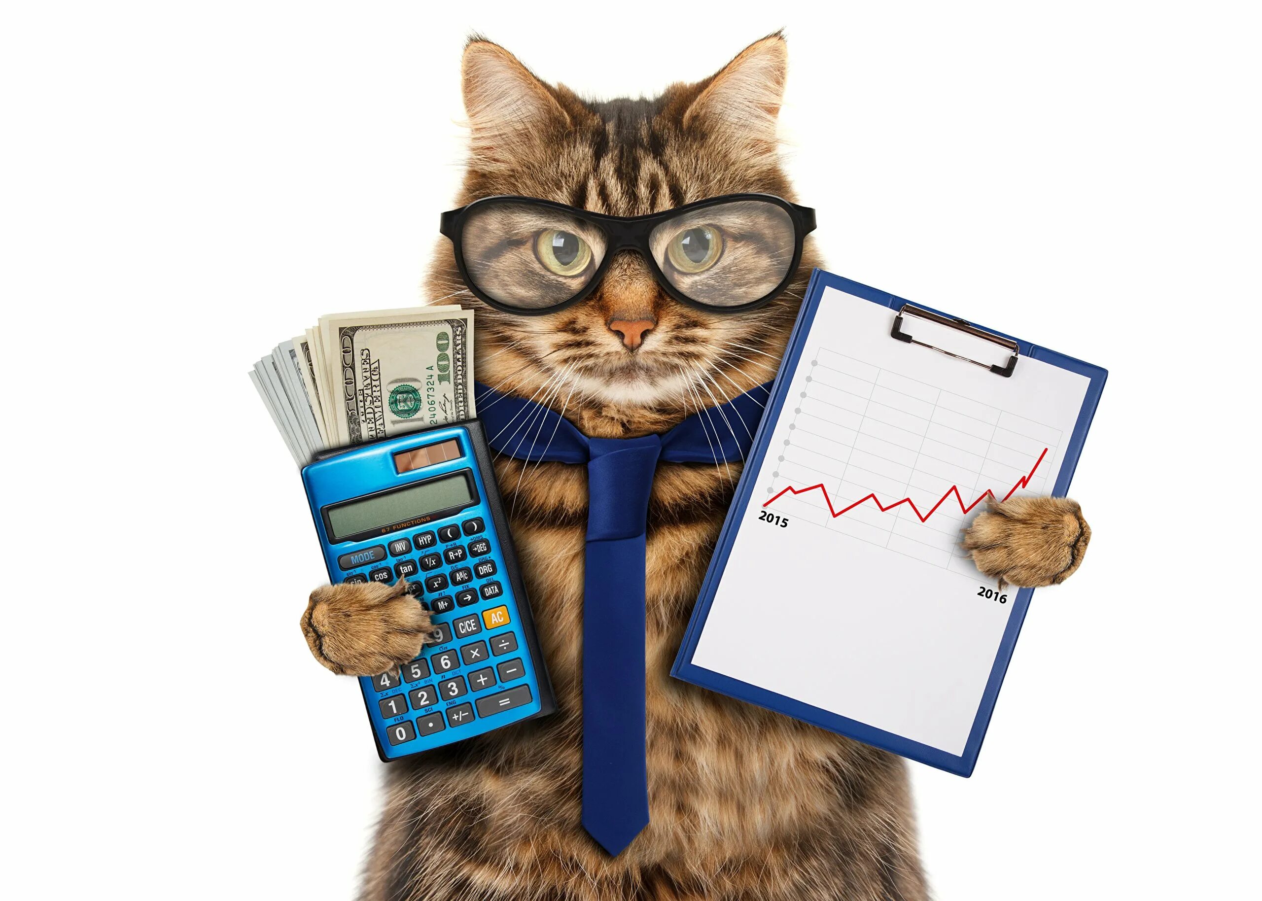 Интересно экономисту. Кот бухгалтер. Кот с калькулятором. Плакат на день бухгалтера. С днем рождения бухгалтера.