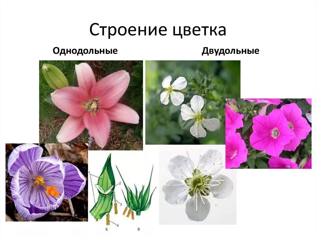 Какие цветы относятся к однодольным. Цветок однодольных и двудольных. Однодольных цветковых растений.. Двудольные растения и Однодольные растения. Цветок однодольных растений.
