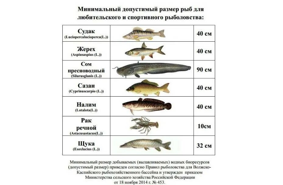 Какую рыбу можно ловить. Минимальный размер рыбы разрешенный к вылову. Размеры рыб для ловли. Размеры рыб для вылова. Размер вылавливаемой рыбы.