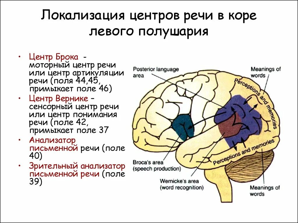 Развитие зон мозга. Двигательно речевой центр Брока. Речевые зоны мозга Брока и Вернике. Двигательный центр речи, центр Брока, расположен. Центр Брока и Вернике функции.