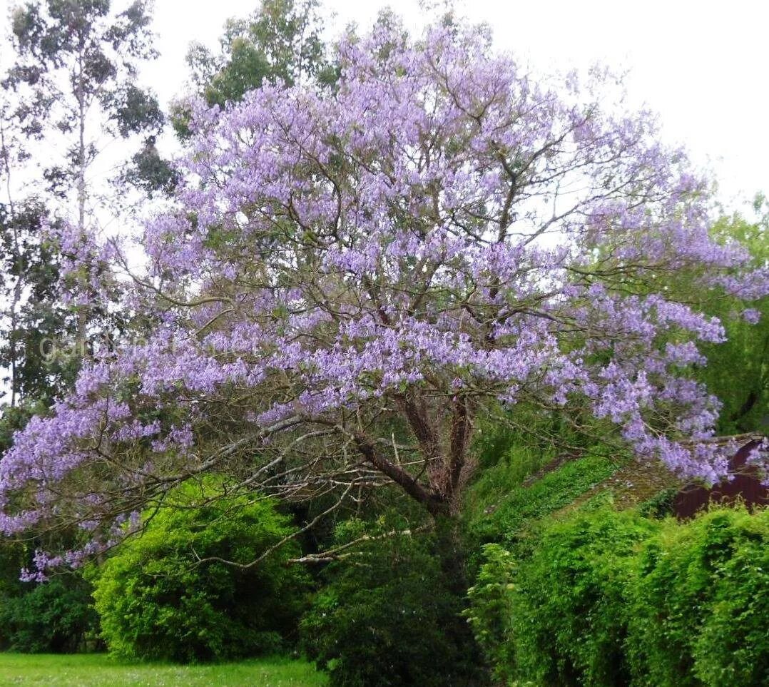Павлония войлочная адамово дерево. Императорское дерево павловния. Быстрорастущее дерево павловния. Павловния фаргеза. Павловня деревья.