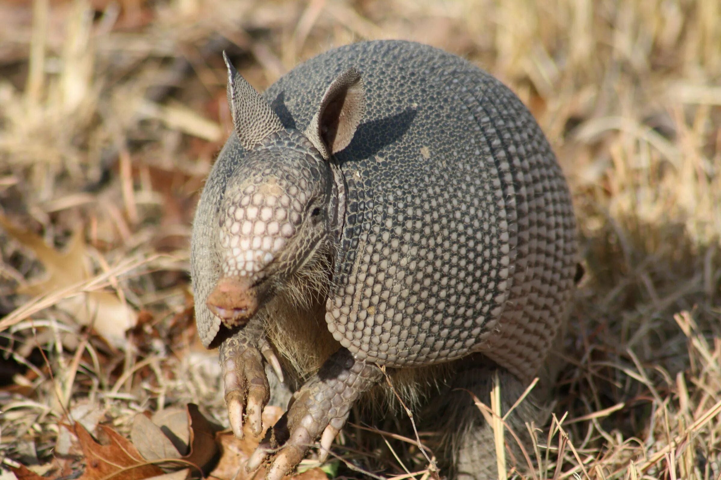 Армадилло животное. Армадилло животное броненосец. Армадилло броненосец. Трехпоясный броненосец. Армадилло броненосец.