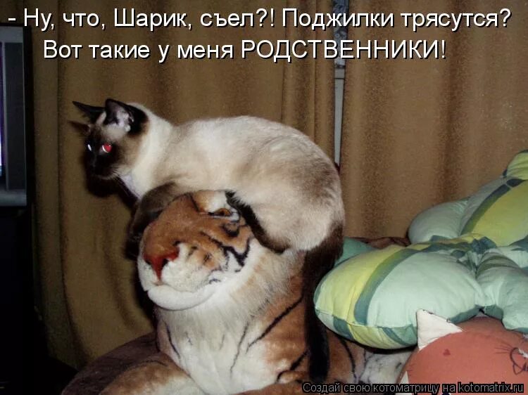 поджилки трясутся. медиальная связка надколенника. тендинит сухожилия подколенной мышцы. лиз трасс на танке. поджилки.