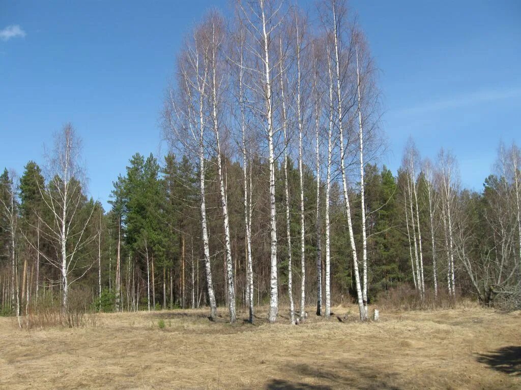 Суводи Кировская область. Разбойный Бор Оричевский район. Суводи Оричевский район. Разборный Бор Суводи..