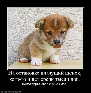 На добрых не кричат