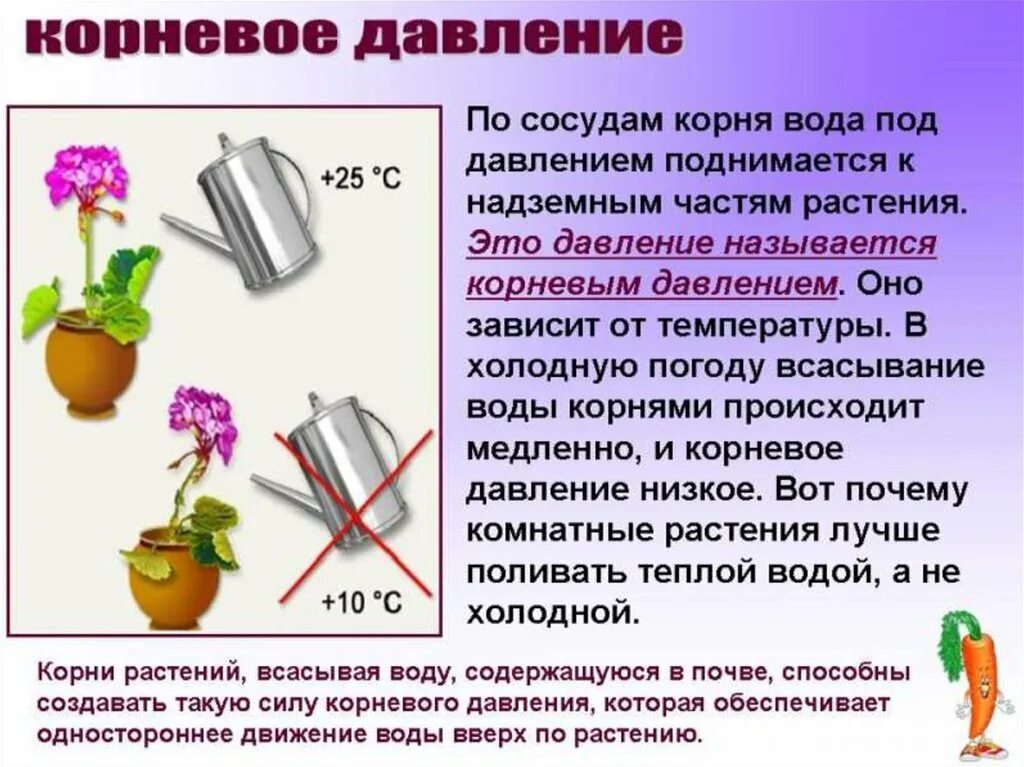 С какой целью ставят опыты. Корневое давление. Корневое давление у растений. Корневое давление это в биологии. Опыт Корневое давление.