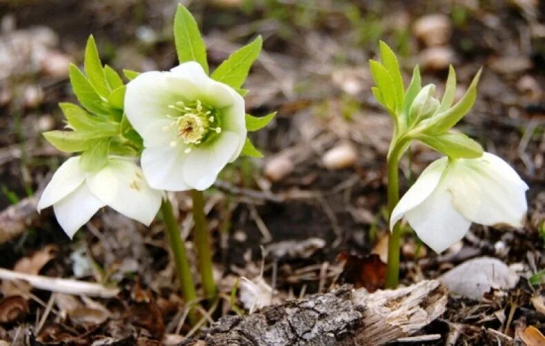 Зимовник цветок. Морозник геллеборус. Морозник (Helleborus) кавказский. Первоцвет морозник кавказский. Морозник Лесной кавказский.