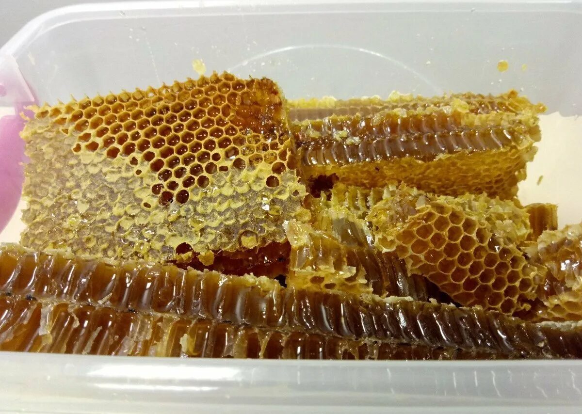 Мёд в сотах. Соты меда. Соты съедобные. Соты пчелиные съедобные.