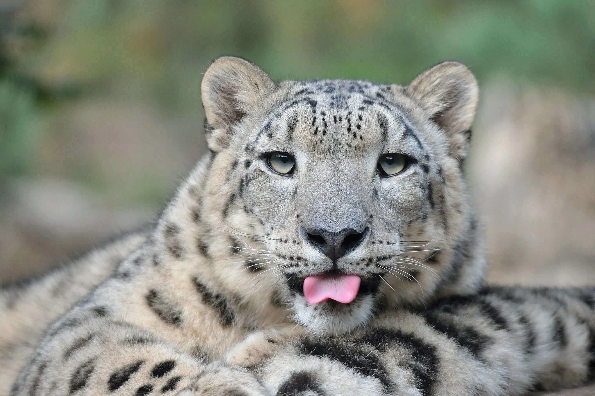 Snow leopard 2