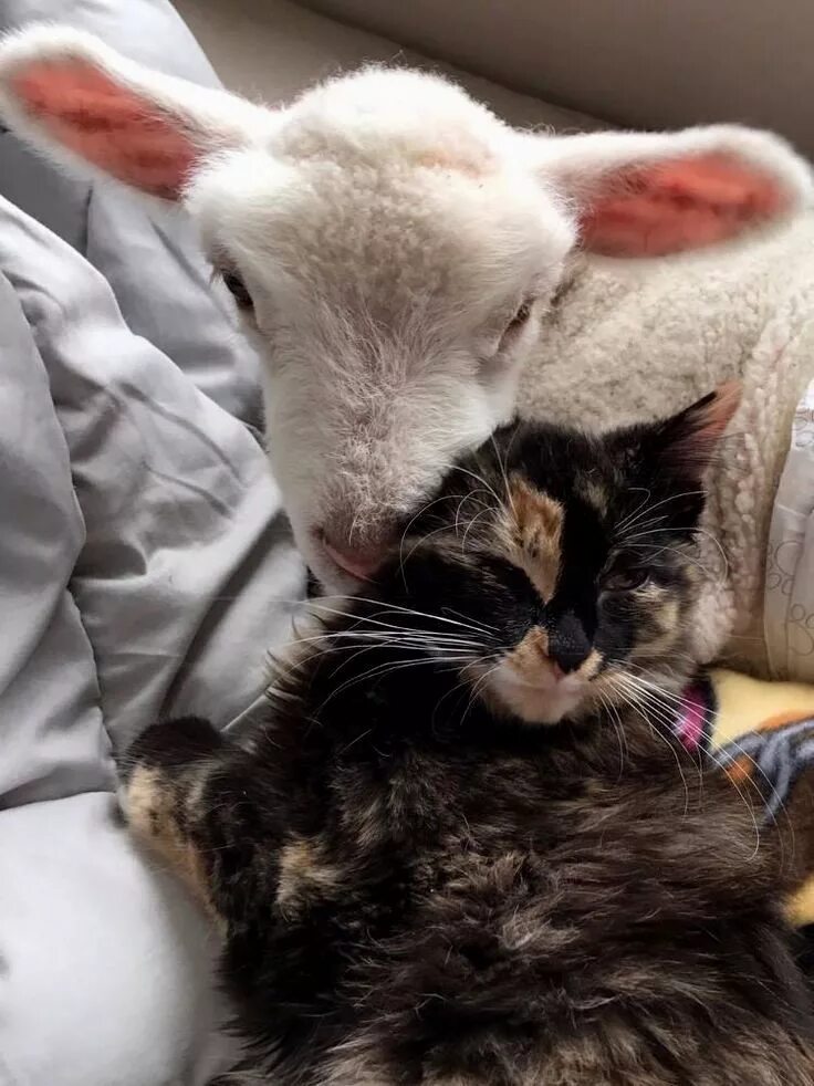 Sheep cat