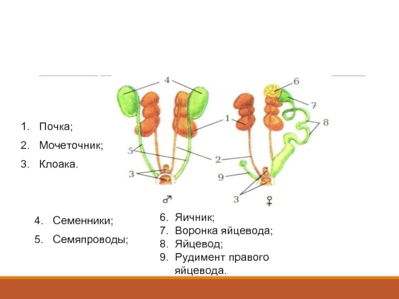 Мочеточники матка. Расположение почек и яичников. Яичники и почки расположение.