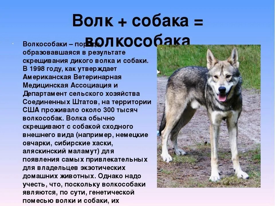 В собаке есть волк. Волкособ описание. западно-сибирская лайка волкособ. как отличить волка от собаки. различие между собакой и волком.