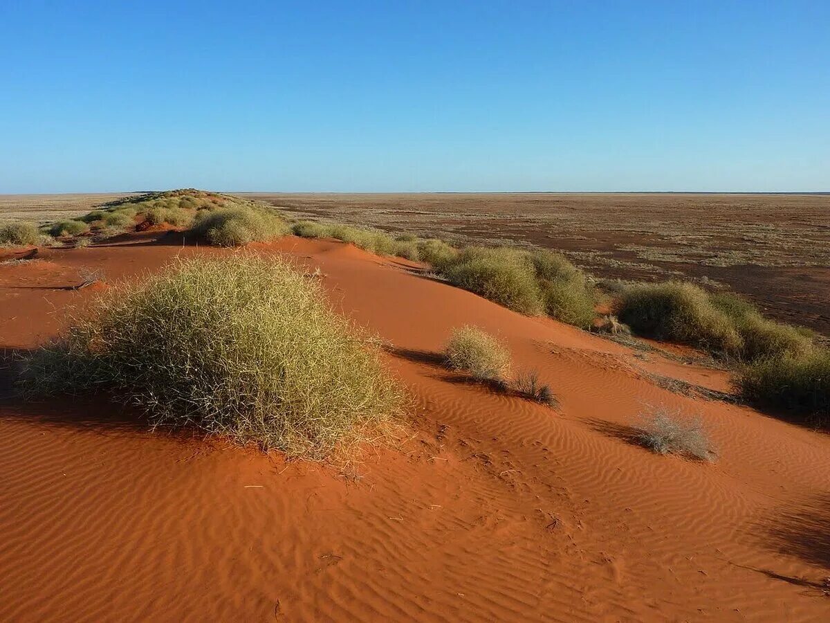 Пустыни и полупустыни Австралии. Буш полупустыни Австралии. Почвы пустыни и полупустыни в Австралии. Песчано солончаковая пустыня.