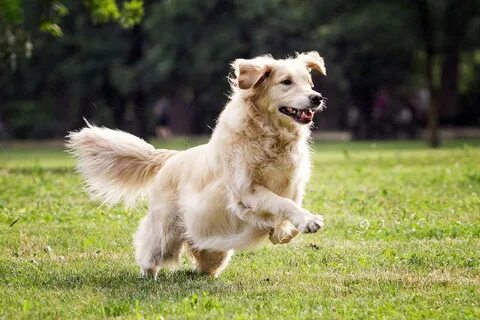 Golden running