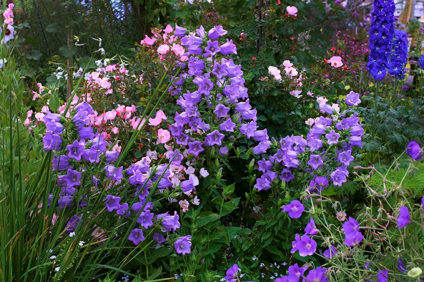 Колокольчик Кампанула Медиум. Колокольчик средний – Campanula Medium. Колокольчик средний двулетник. Колокольчик персиколистный многолетний сорта.