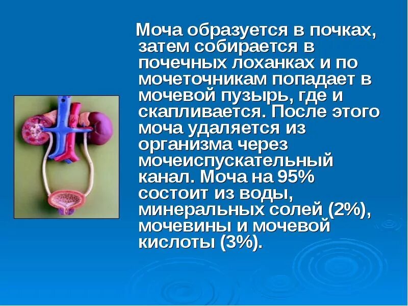 В каком органе накапливается моча. Выделительная система почечная лоханка. строение выделительной системы. выделительная система человека презентация. в почках моча образуется из.