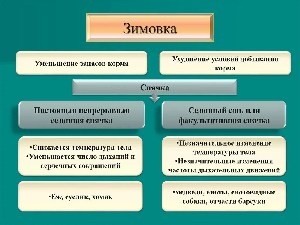 Схема годового жизненного цикла млекопитающих. Годовой жизненный цикл млекопитающих таблица. Годовой жизненный цикл. Этапы годового жизненного цикла млекопитающих.