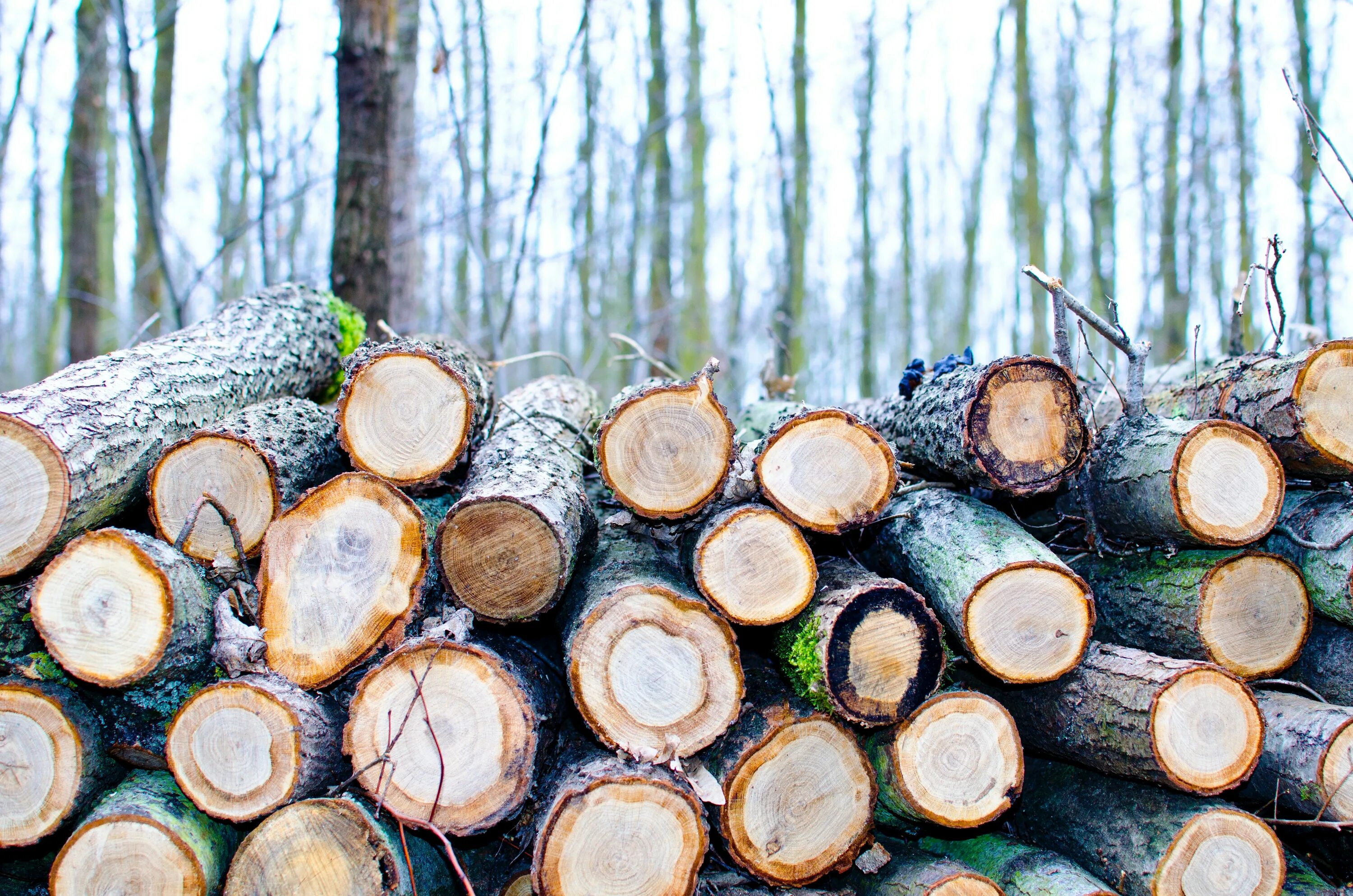 Cut down forest. Срубленное дерево Шишкин. Спиленное дерево. Спиленный ствол дерева. Спиленные деревья в лесу.