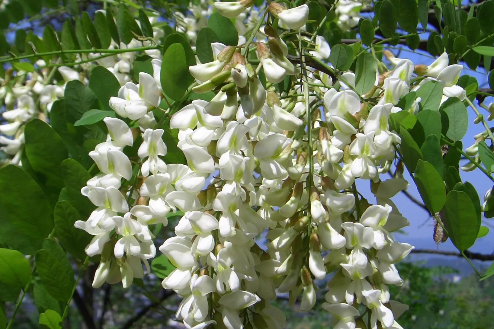 Софора японская. Софора японская Sophora japonica. Софора Крымская цветет. Дерево софора Крымская. Софора японская лечебные свойства и применение