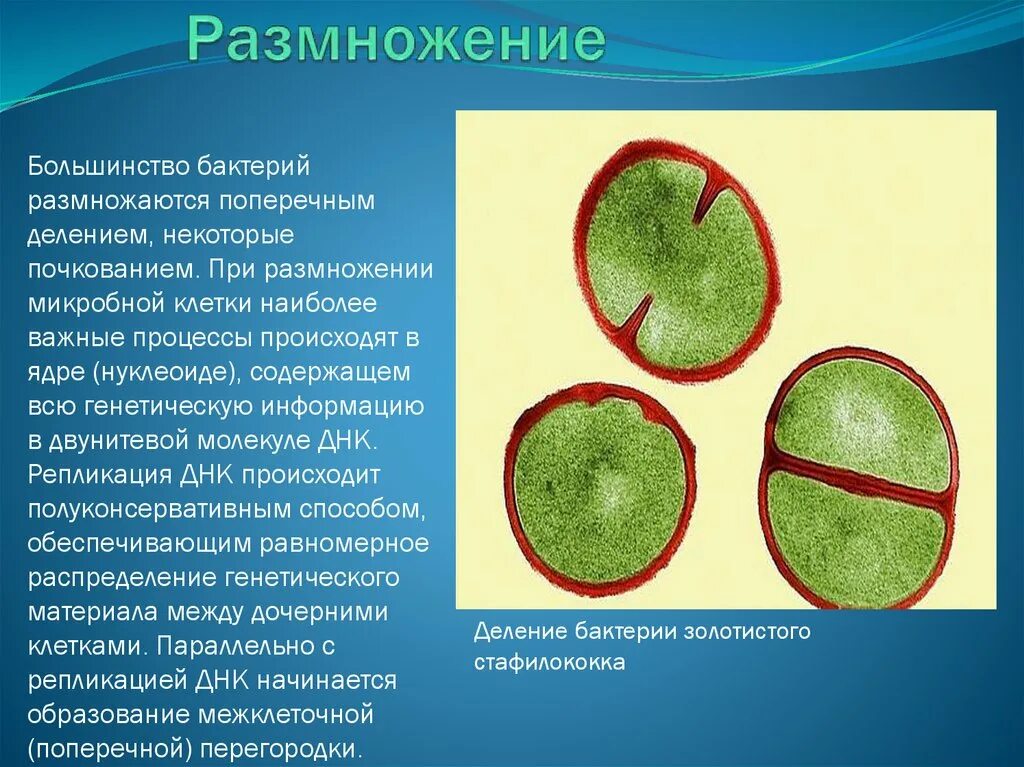 Размножение болезнетворных бактерий. Бактерии которые размножаются делением. Размножение бактерий происходит. Большинство бактерий размножаются.