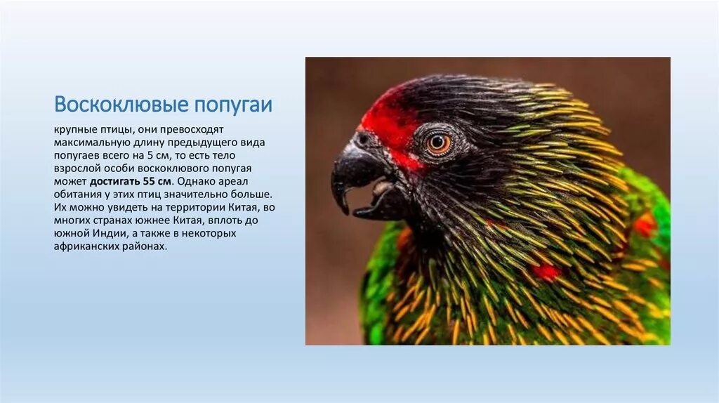 К какому классу относят исчезающих попугаев