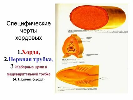 Хорда и нервная трубка зародыша