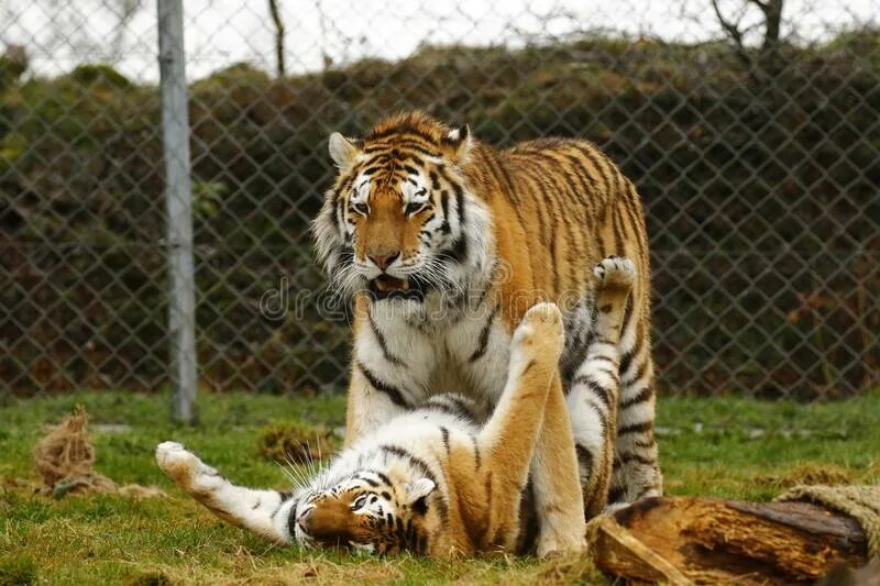 Опасный тигр. Tiger play. Фото тигр боксер. Играющие тигрята. Cute tiger.