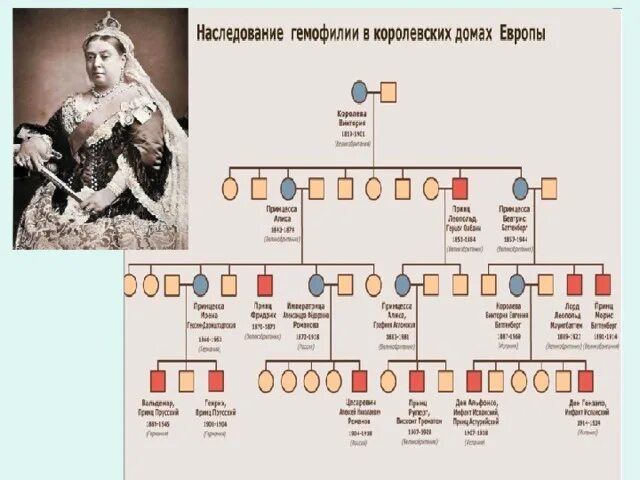 Родословная Романовых гемофилия. Схема наследования гемофилии в царской семье. Наследование гемофилии у Романовых. Родословная королевы Виктории. Родословная гемофилии