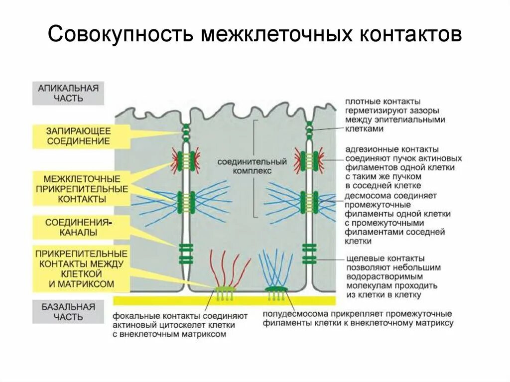 Типы межклеточных соединений. Строение межклеточных соединений. Типы межклеточных контактов схемы. Схема строения межклеточных контактов.